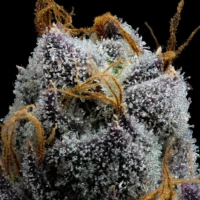 Barney's Farm - White Runtz X 10 – Image 3