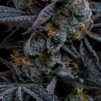 Barney's Farm - White Runtz X 10 – Image 2