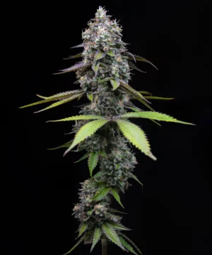 Barney's Farm - Zoap X 5