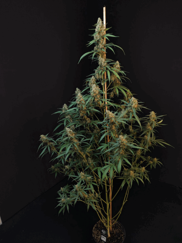 420 Fast Buds - Cheese Auto x 3 – Image 3