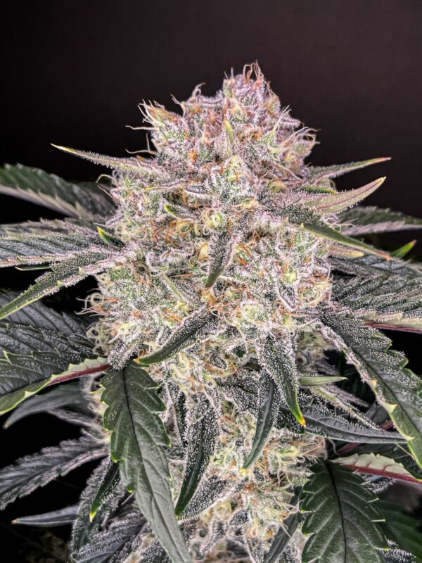 420 Fast Buds - Strawberry Gorilla Auto X 5 – Image 2