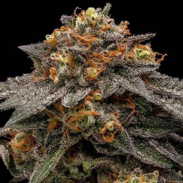Ripper Seeds : Shimo Fem X 5 – Image 2