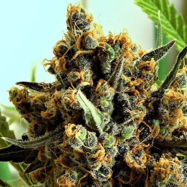Ripper Seeds : Criminal + Fem X 5 – Image 2