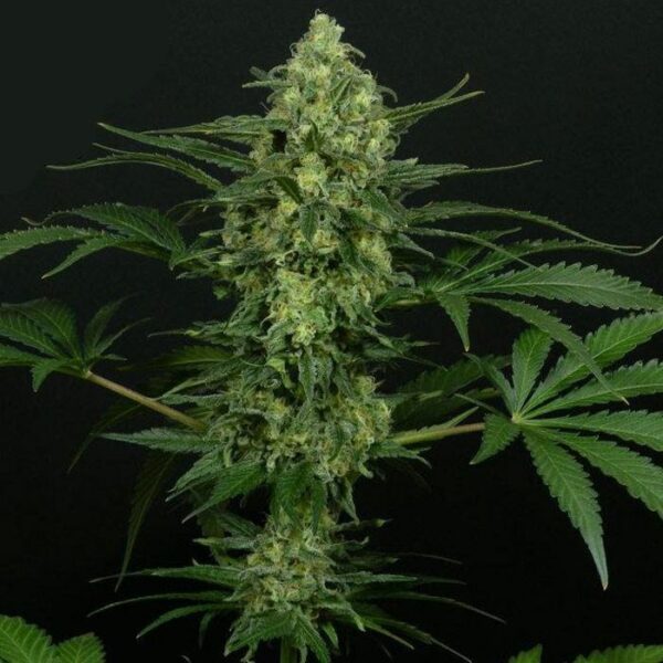 Ripper Seeds : Criminal + Fem X 5 – Image 3