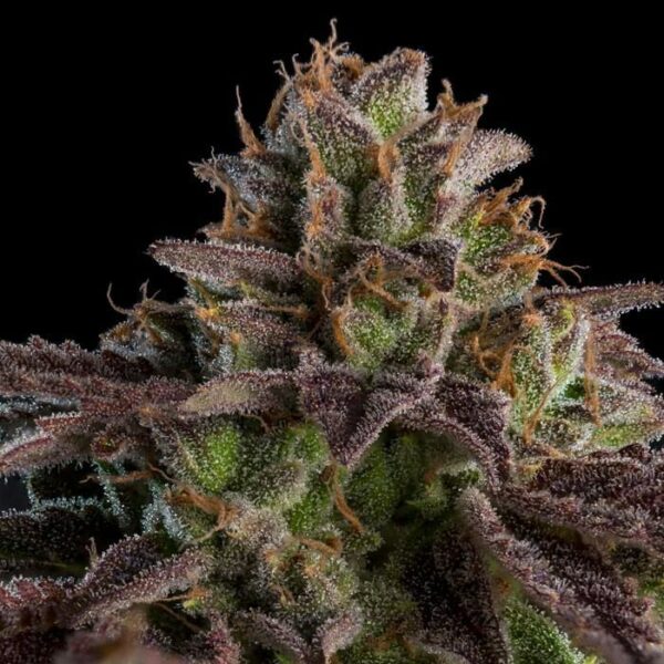 Ripper Seeds : K-Mintz AUTO X 5 – Image 2