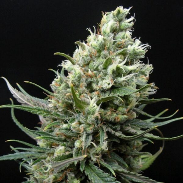 Ripper Seeds : Ripper Haze Fem X 5 – Image 2