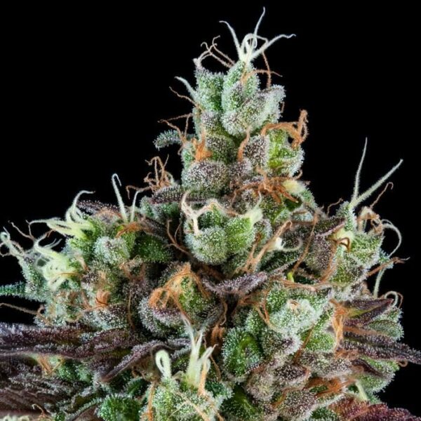 Ripper Seeds : Sour Ripper AUTO X 5 – Image 2