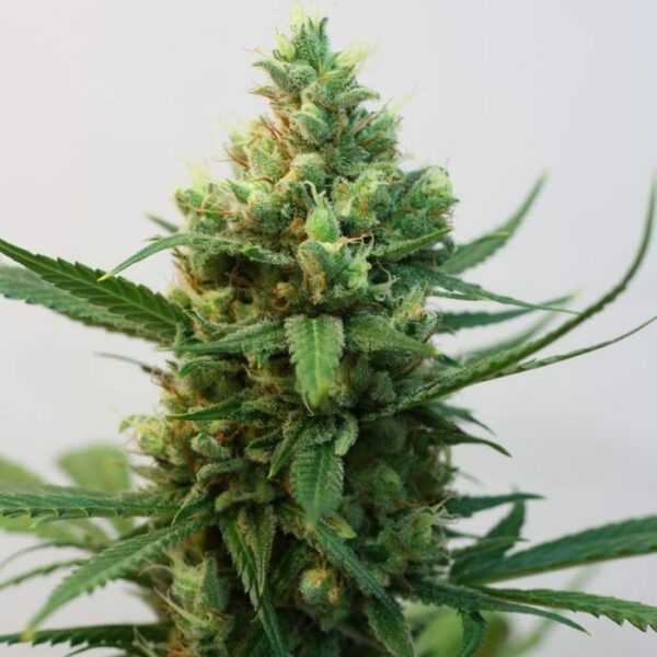 Ripper Seeds : Toxic Fem X 5 – Image 2