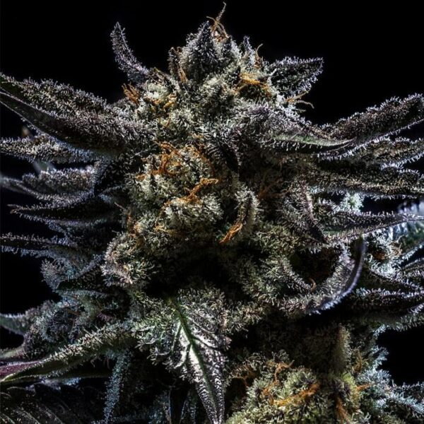 Ripper Seeds : Zombie Kush AUTO X 5 – Image 2