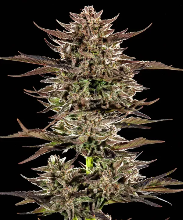 Barney's Farm - Frosted Zinn x 3 Bears OG AUTO X 5 – Image 2