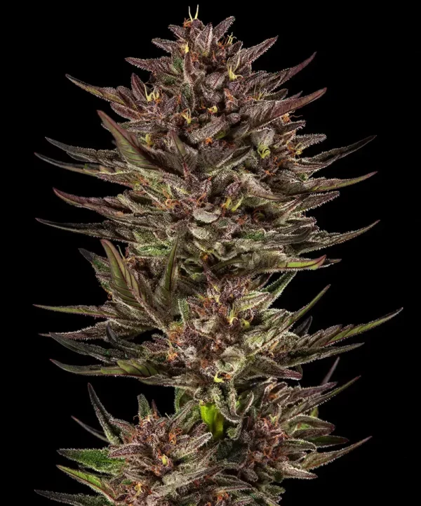 Barney's Farm - Frosted Zinn x 3 Bears OG AUTO X5 – Image 2