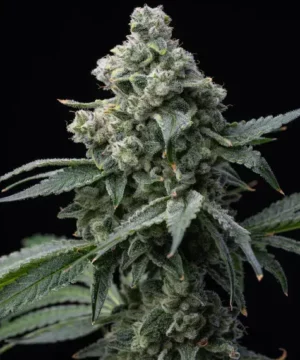Barney's Farm - Bruce Banner X 5