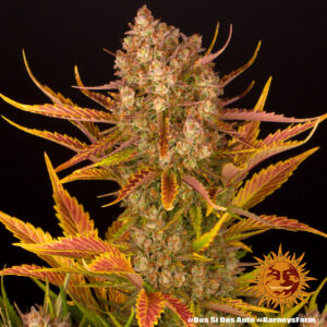 Barney's Farm - Dos Si Dos AUTO X 5