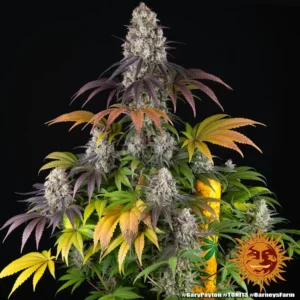 Barney's Farm - Gary Payton X 5