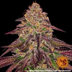 Barney's Farm - Mimosa x Orange Punch Auto X5
