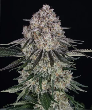 Barney's Farm - Sour Diesel AUTO X5
