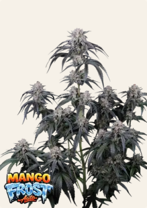 420 Fast Buds - Mango Frost Auto X3
