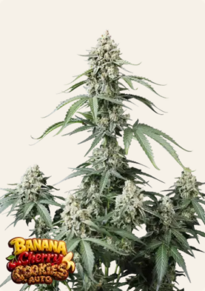 420 Fast Buds - Banana Cherry Cookies Auto X3