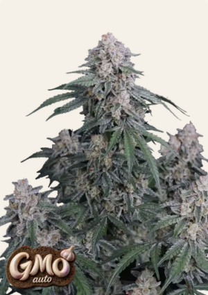 420 Fast Buds - GMO Auto X5