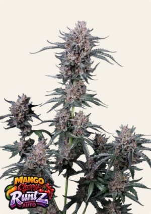 420 Fast Buds - Mango Cherry Runtz Auto X5