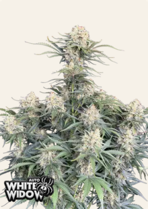 420 Fast Buds - White Widow Auto X5