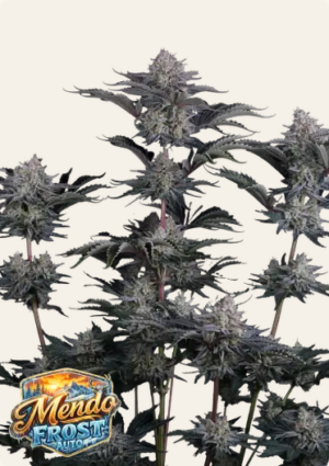 420 Fast Buds - Mendo Frost Auto X3
