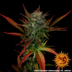 Barney's Farm - Glue Gelato Auto x 5